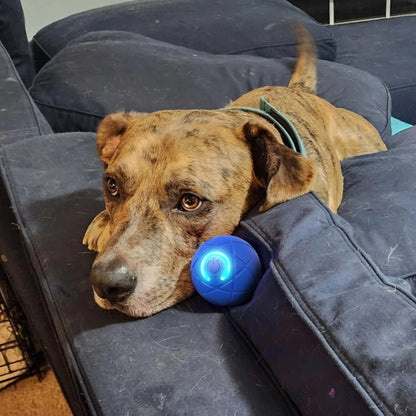 NeoPaw™ Smart Motion Ball