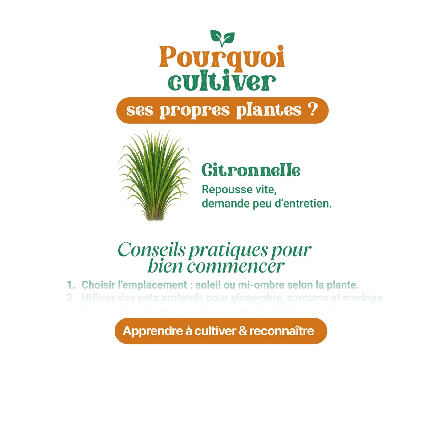 Heritage Herbal Secrets™ – Guide des Tisanes Traditionnelles